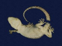 鉛山壁虎藏品圖，第6張
